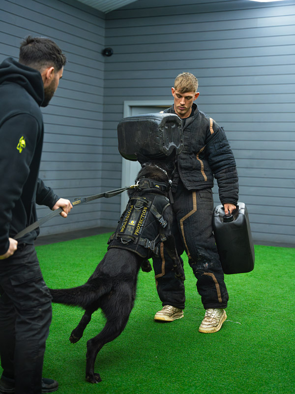 Stage 2 - Decoy Intermediate Development